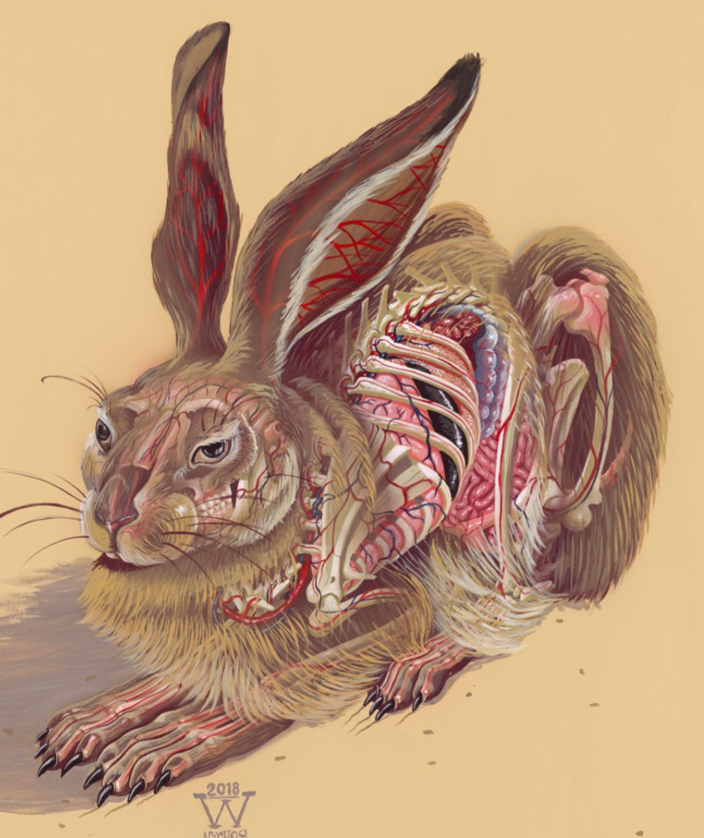 Nychos “Translucent Hare”