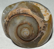 Load image into Gallery viewer, Agate On Fossilized Snail
