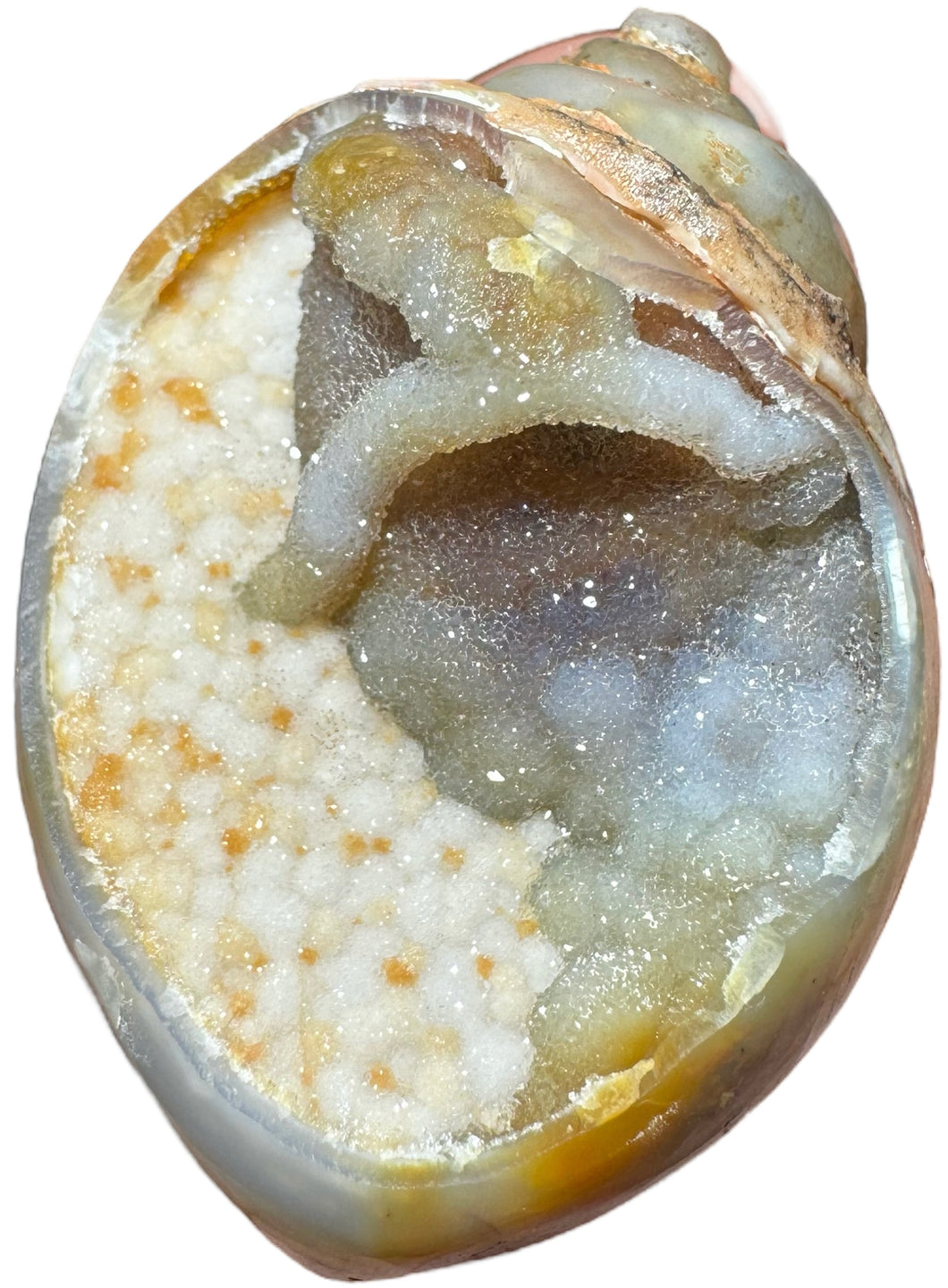 Agate On Fossilized Snail